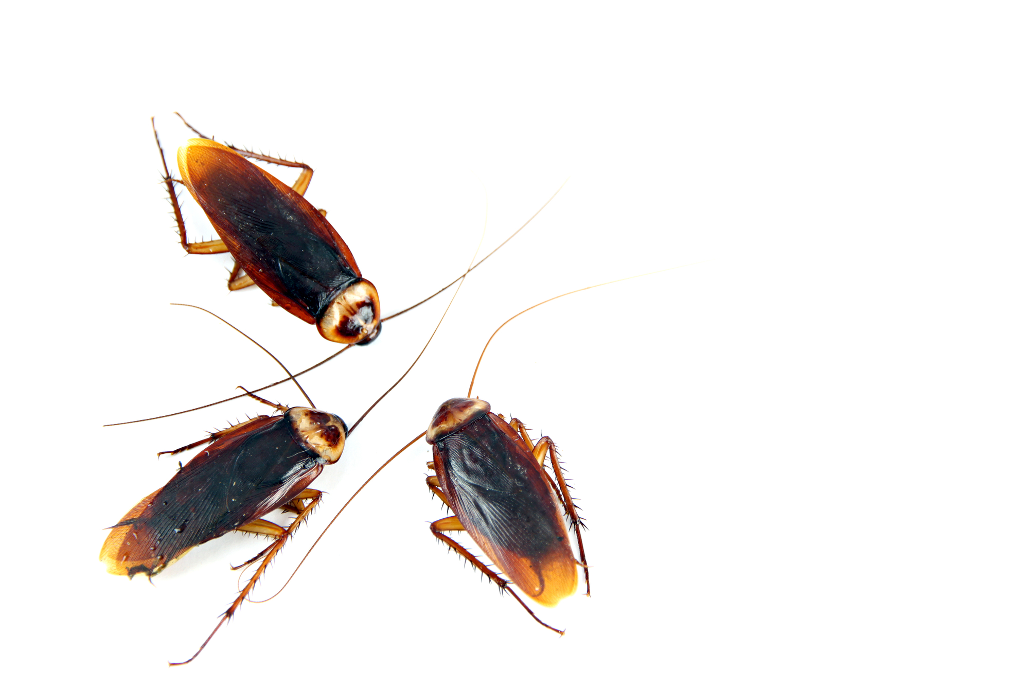 Fun Facts About Cockroaches - Mean Green Pest Pros