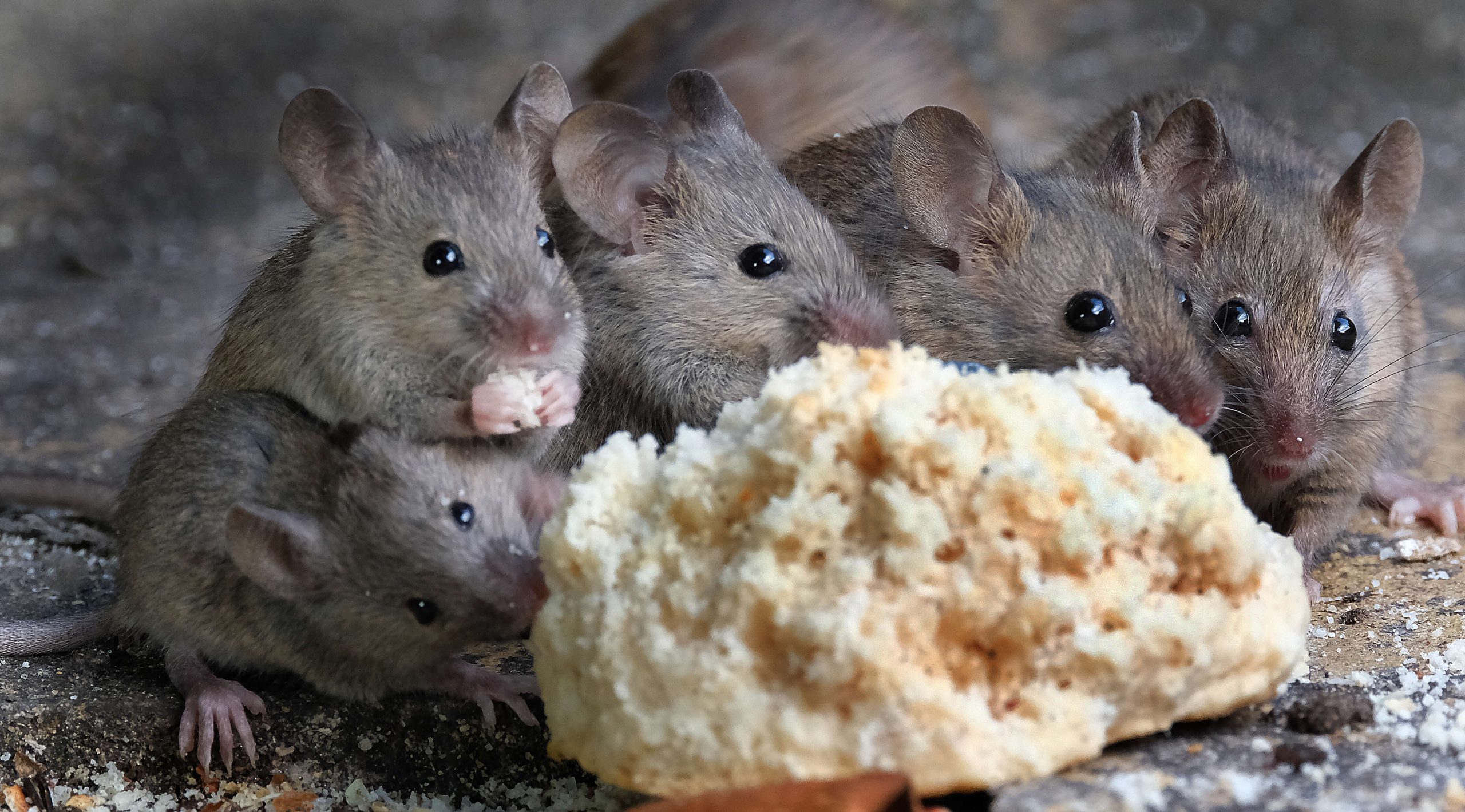 House mice eating a discarded scone