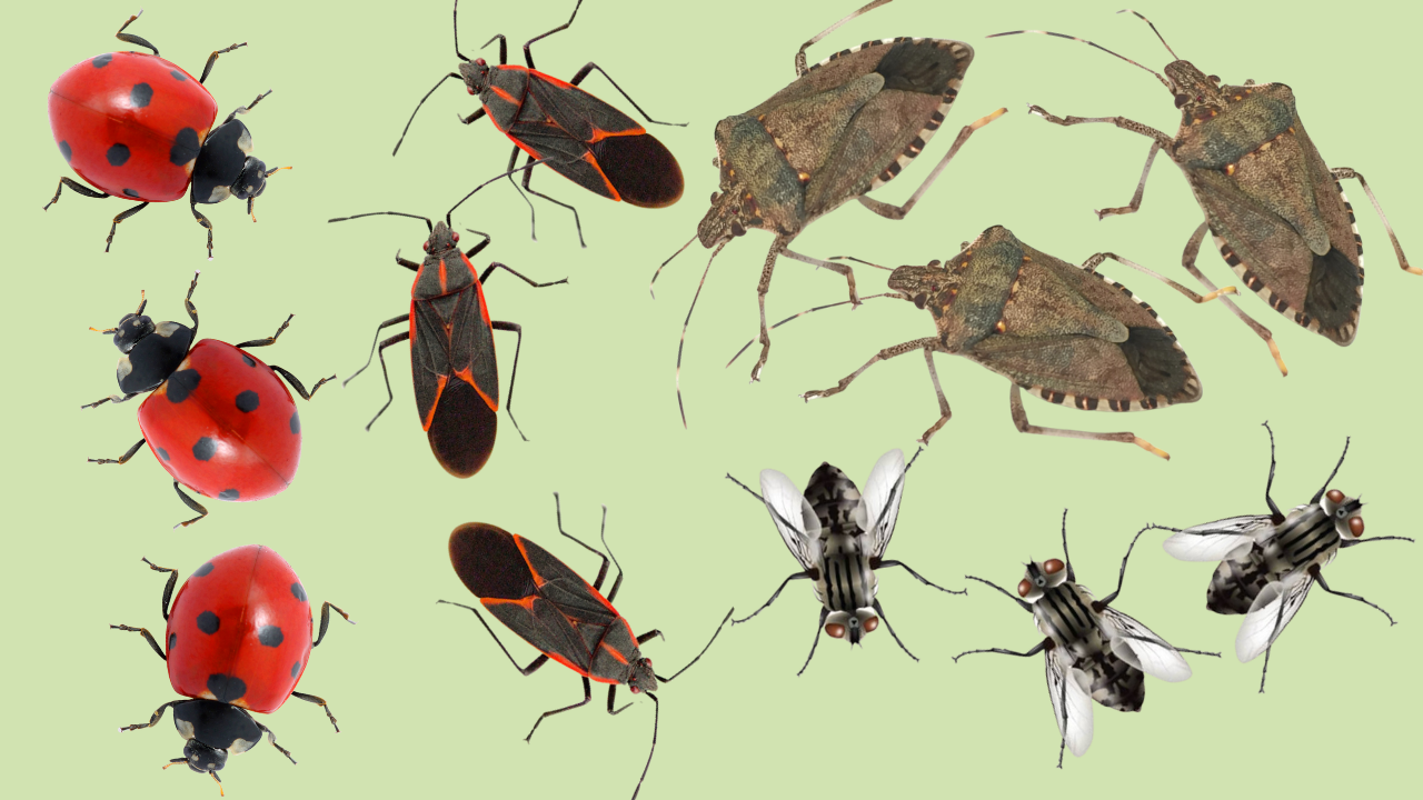 Overwintering Pests In Tennessee