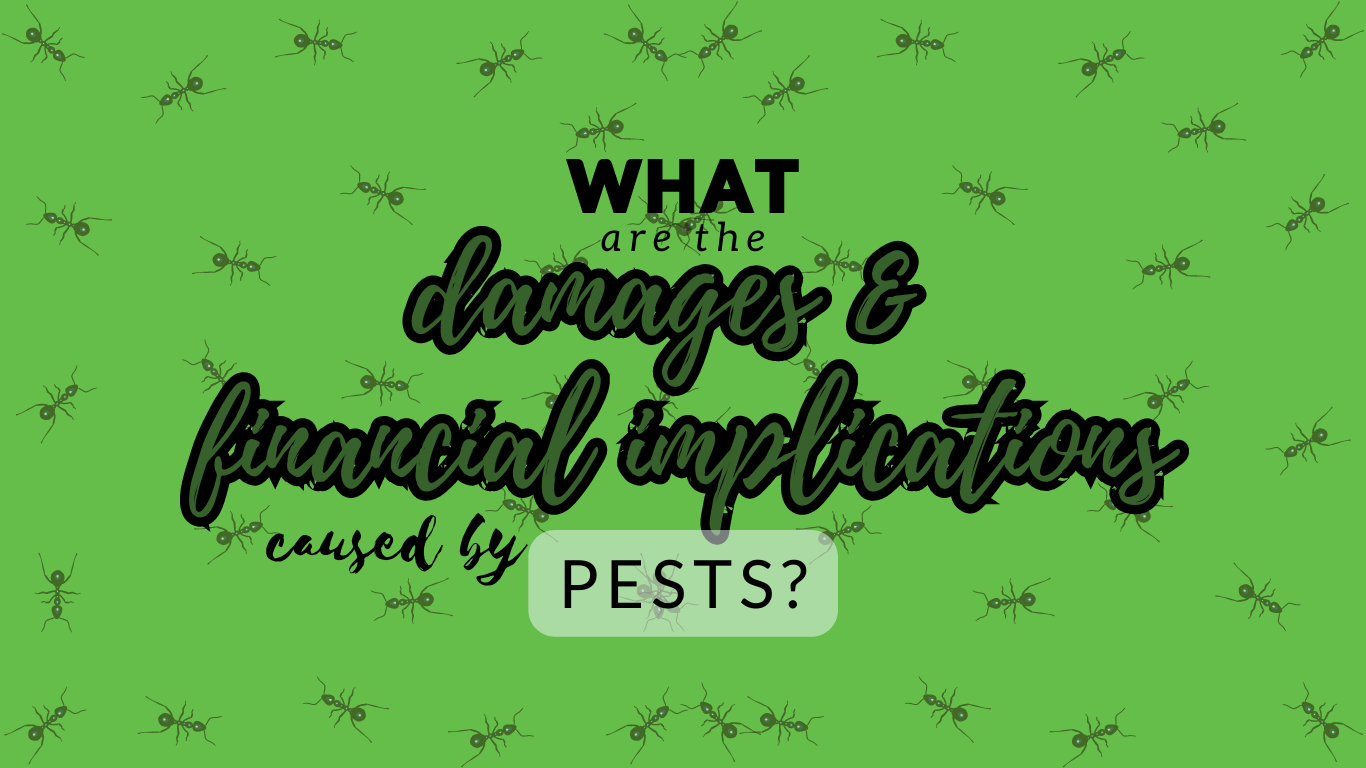 Importance of Regular Pest Inspections