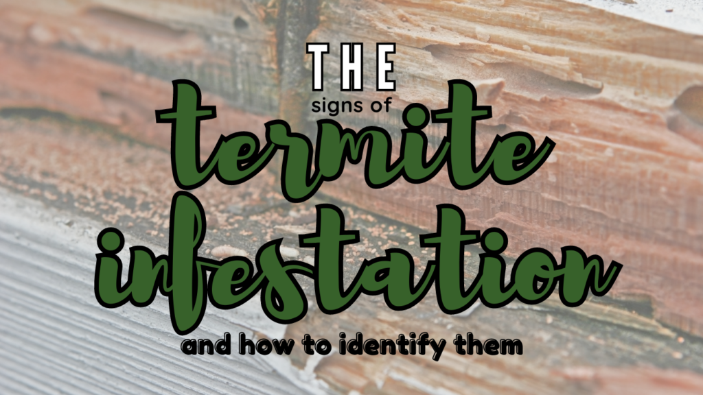 Signs of termite infestation and how to identify them