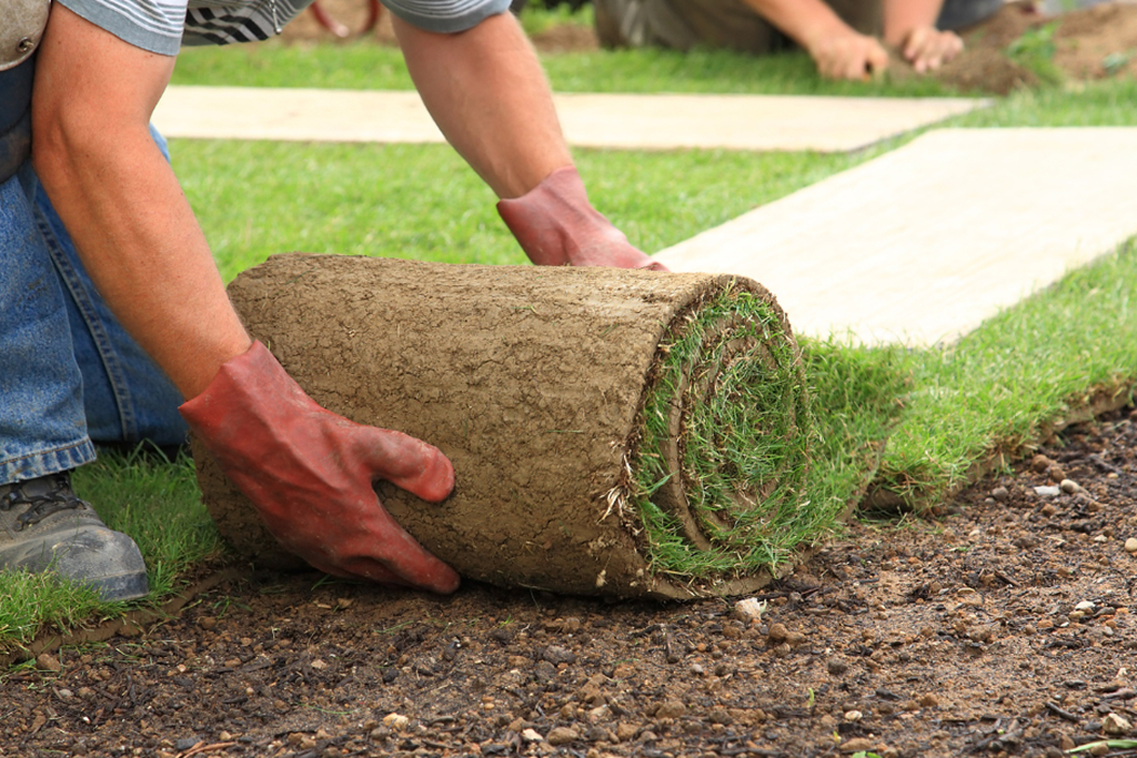 Laying sod